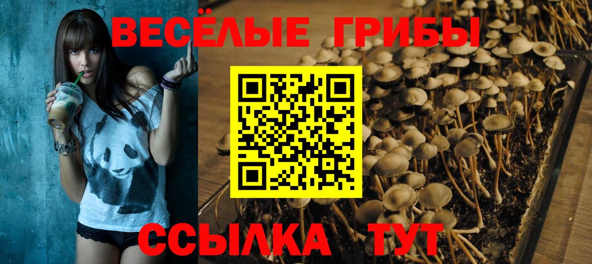 Галлюциногенные грибы MAGIC MUSHROOMS  Вход с VPN  Сунжа 
