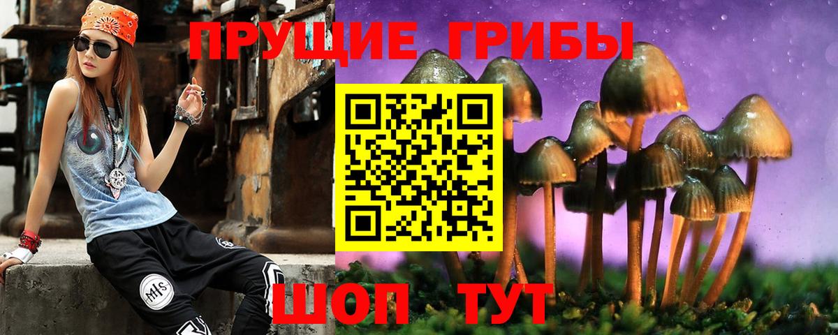 Псилоцибиновые грибы Psilocybe Сунжа